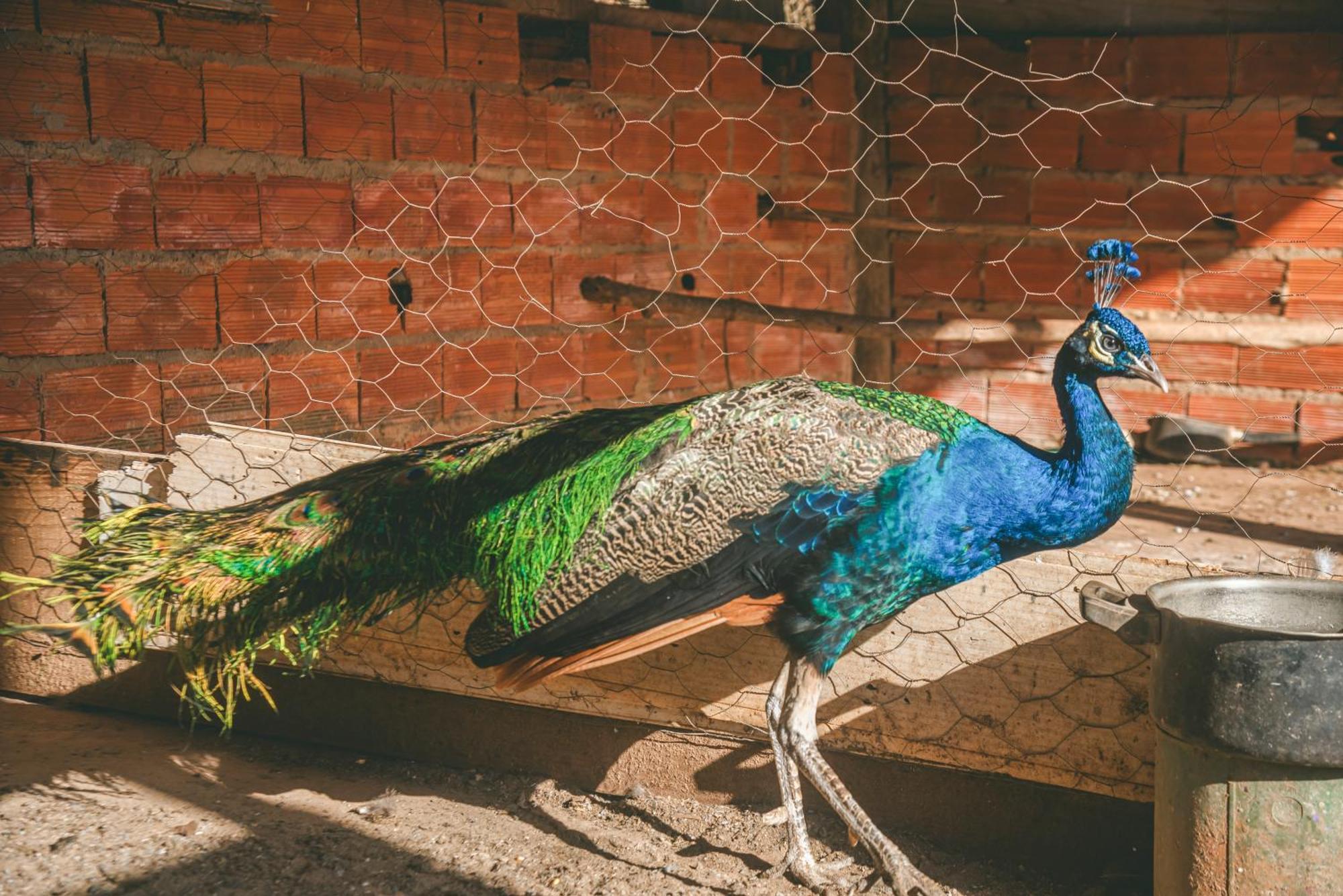 Hotel Fazenda Reviver Araçoiaba da Serra エクステリア 写真